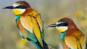 Most Critically Endangered Birds on Earth