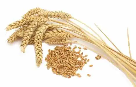 Top 5 Countries that Produce the Most Wheat