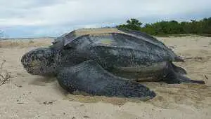 Largest Turtles on Earth