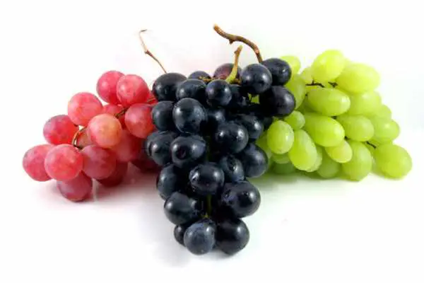 Top 5 Grape Producing Countries