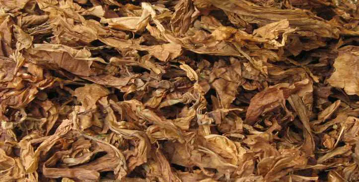 Tobacco Producing Countries