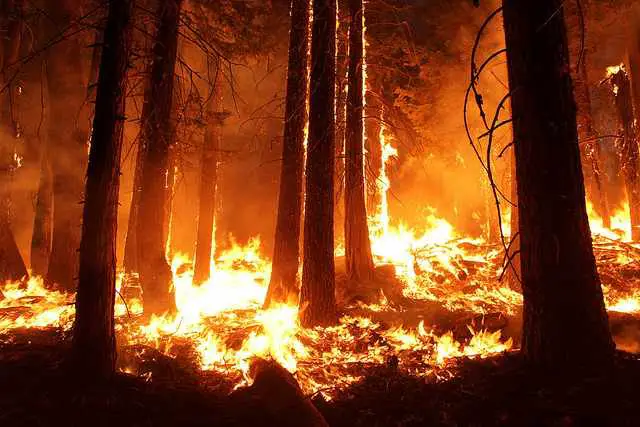 Deadliest Forest Fires in Known History