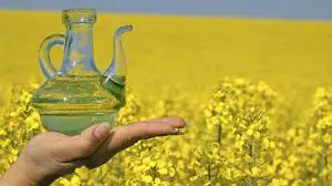 Top 5 Rapeseed Producing Countries