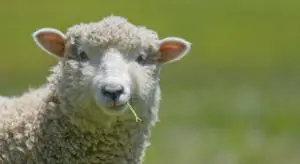 Top 5 Countries With the Most Sheep