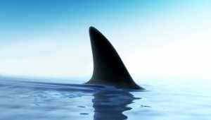 Top 5 Countries with the Most Deaths by Shark Attack