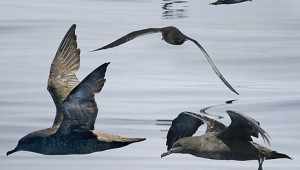 Longest Bird Migrations on Earth