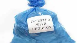 Top 5 Places where Bedbugs are Found in Homes