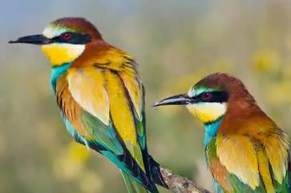 Threats Facing Critically Endangered Bird Species