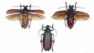 Top 5 Largest Insects in the World