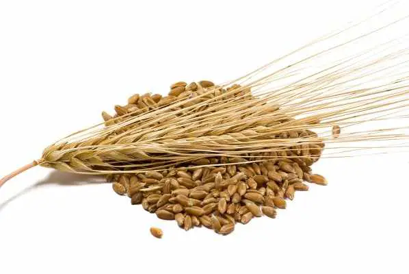 Top 5 Barley Producing Countries