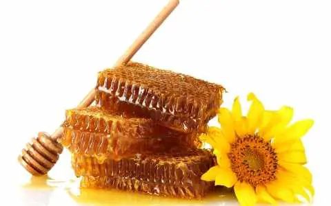 Top 5 Countries with the Highest Number of Organic Beehives