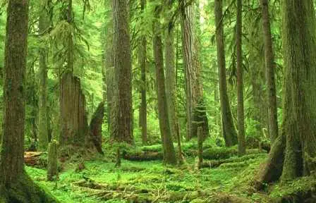 Top 5 Countries with the Highest Percentage of Primary Forest