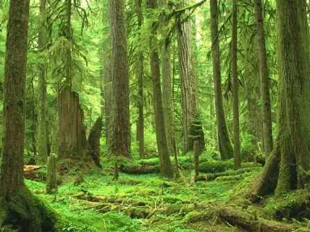 Top 5 Countries With The Largest Forested Area