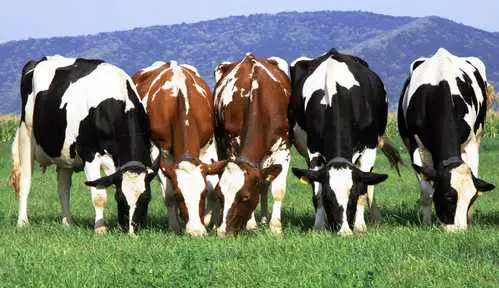 Top 5 Countries With the Most Cows