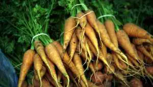 Top 5 Carrot Producing Countries