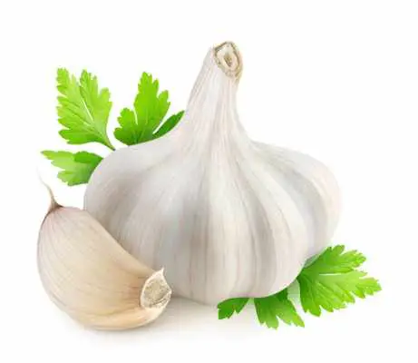 Garlic Producing Countries