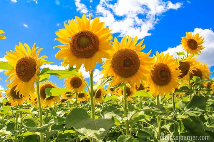 Top 5 Sunflower Seed Producing Countries