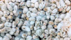 Cottonseed Producing Countries